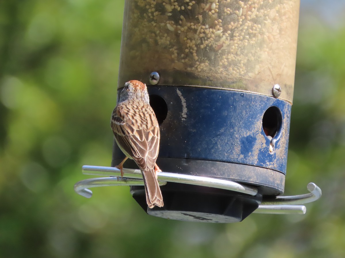 Карнатка білоброва - ML652775537