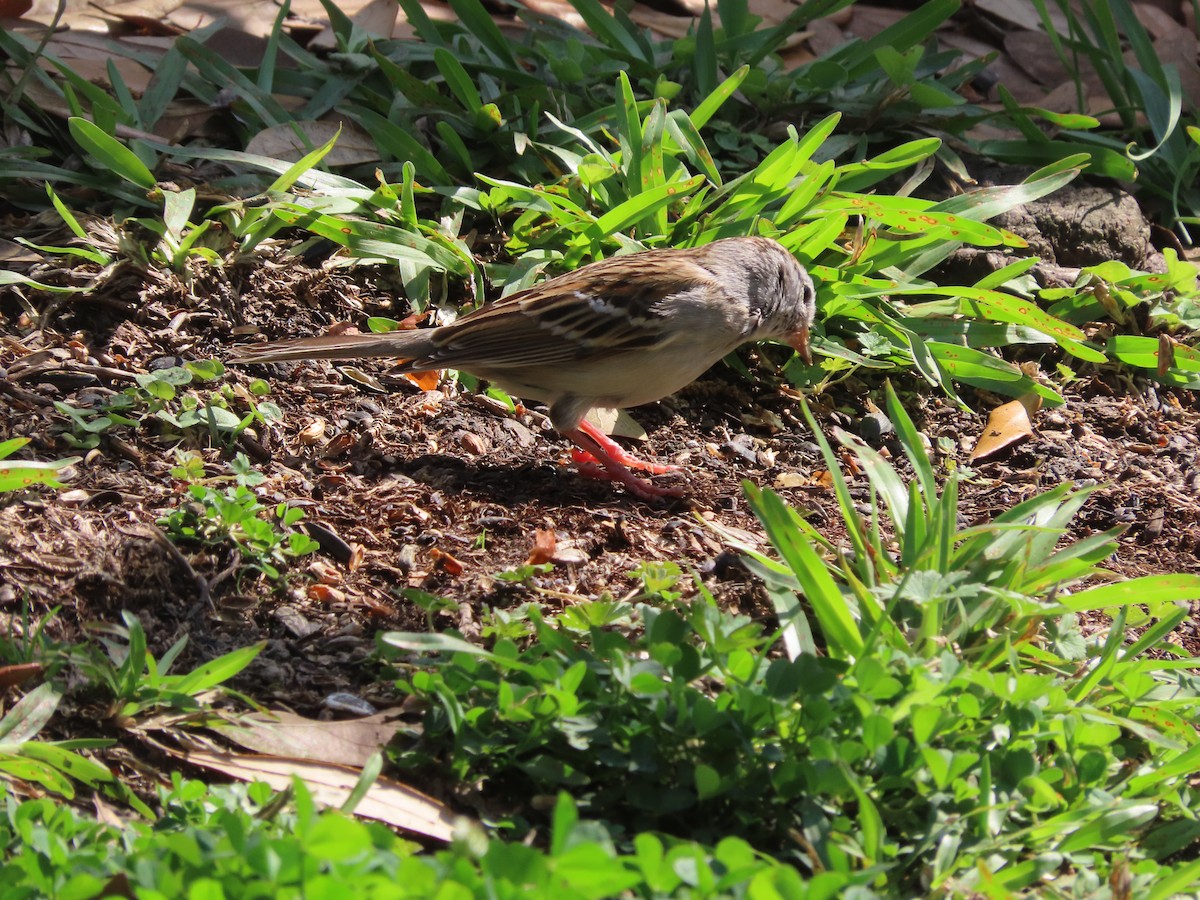 Карнатка білоброва - ML652775538