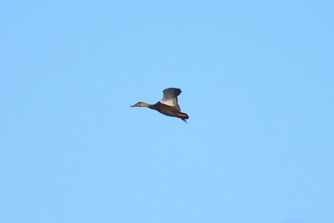 Крижень флоридський - ML652775541