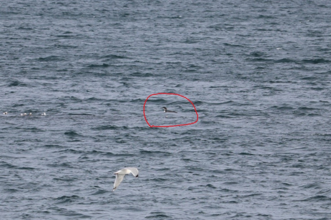 Colimbo Grande - ML652775552