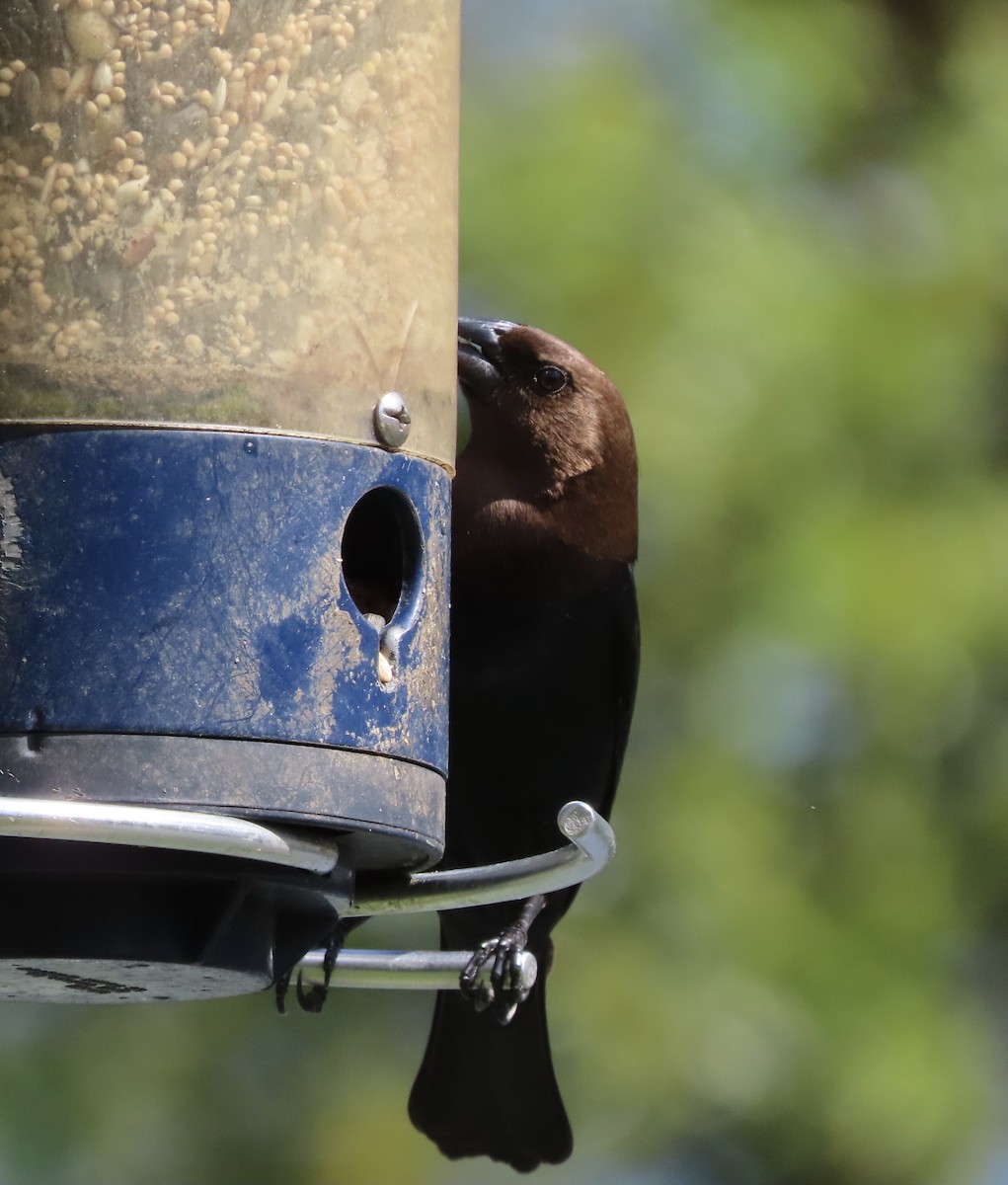 Вашер буроголовий - ML652775573