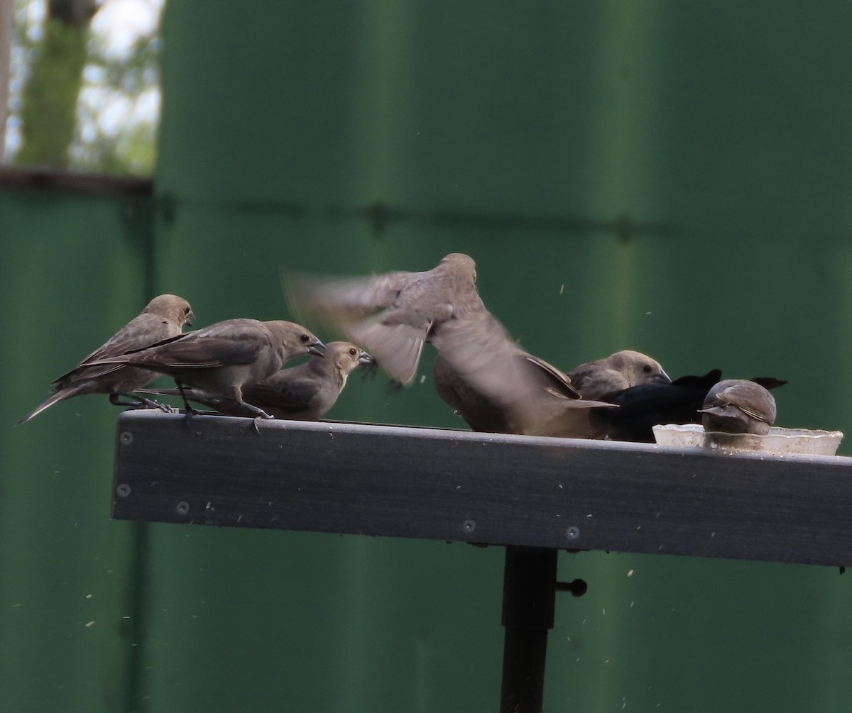 Вашер буроголовий - ML652775574