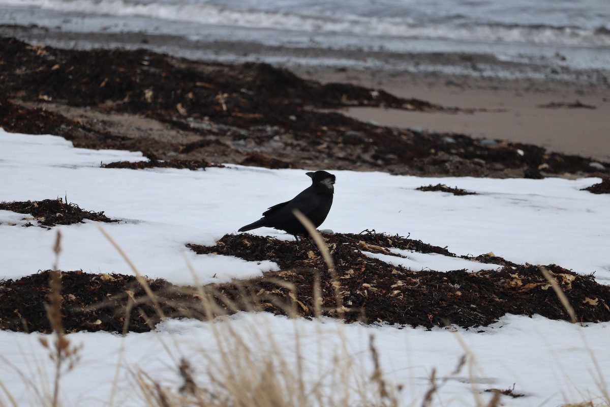 Cuervo Americano - ML652775595