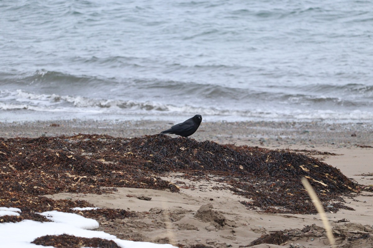 Cuervo Americano - ML652775596