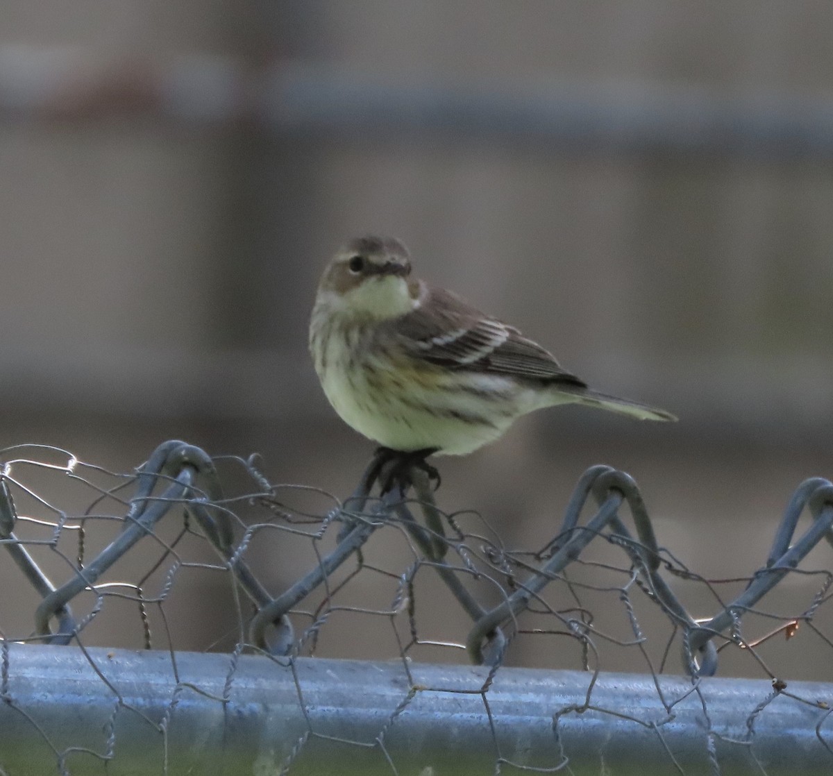 Пісняр-лісовик жовтогузий (підвид coronata) - ML652775648