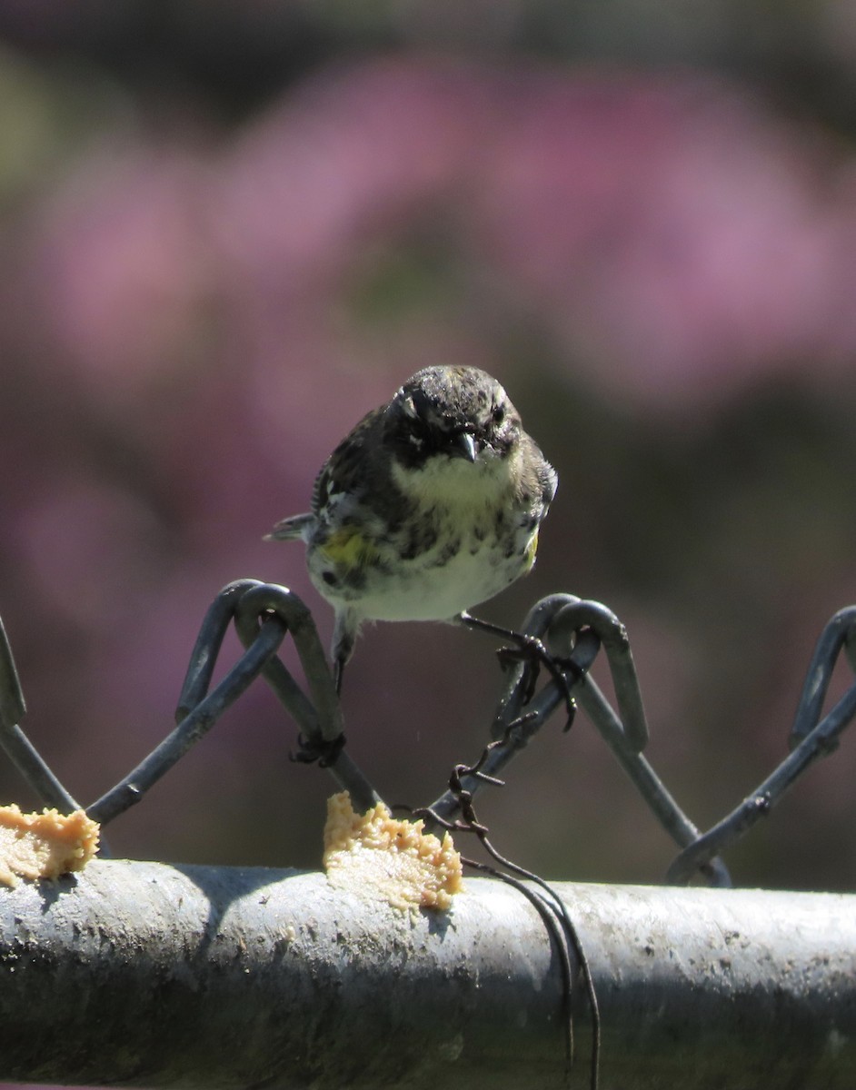Пісняр-лісовик жовтогузий (підвид coronata) - ML652775650