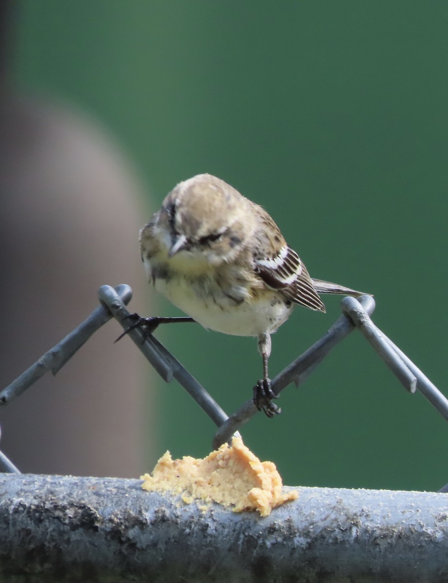 Пісняр-лісовик жовтогузий (підвид coronata) - ML652775651