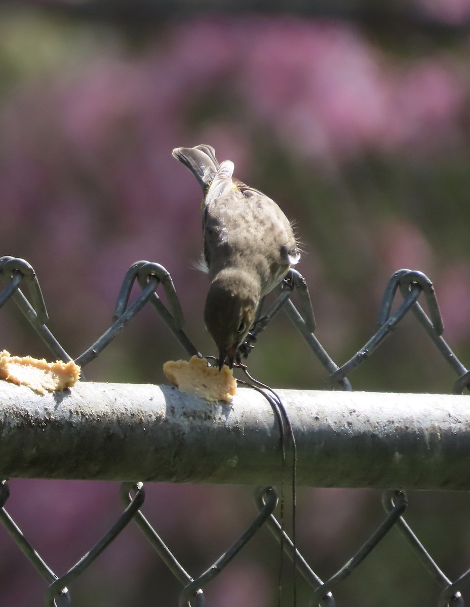 Пісняр-лісовик жовтогузий (підвид coronata) - ML652775652