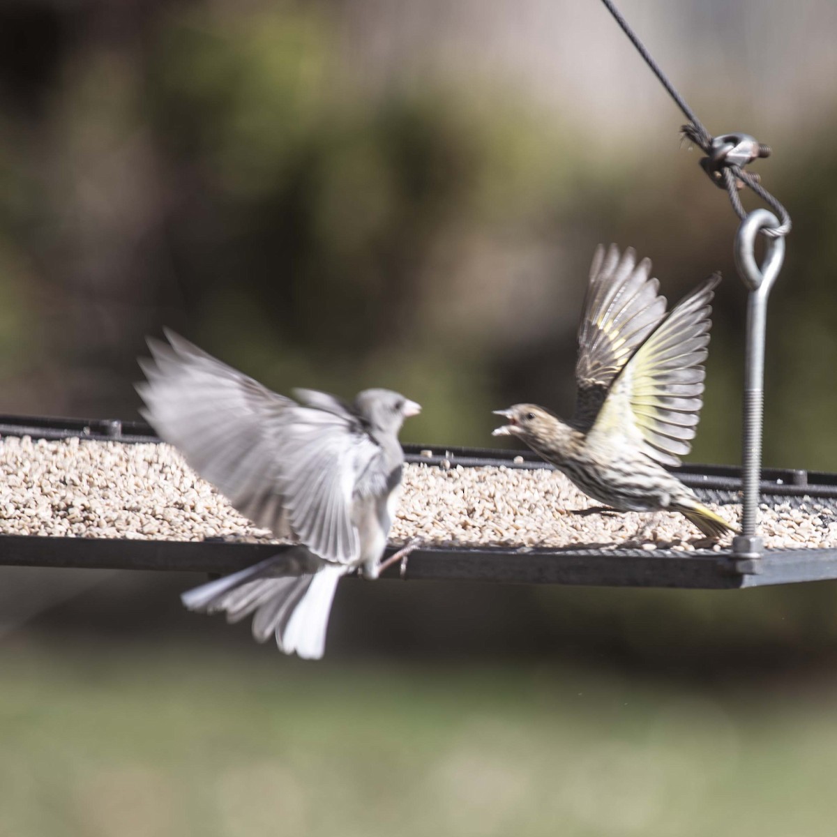 Pine Siskin - ML652775848