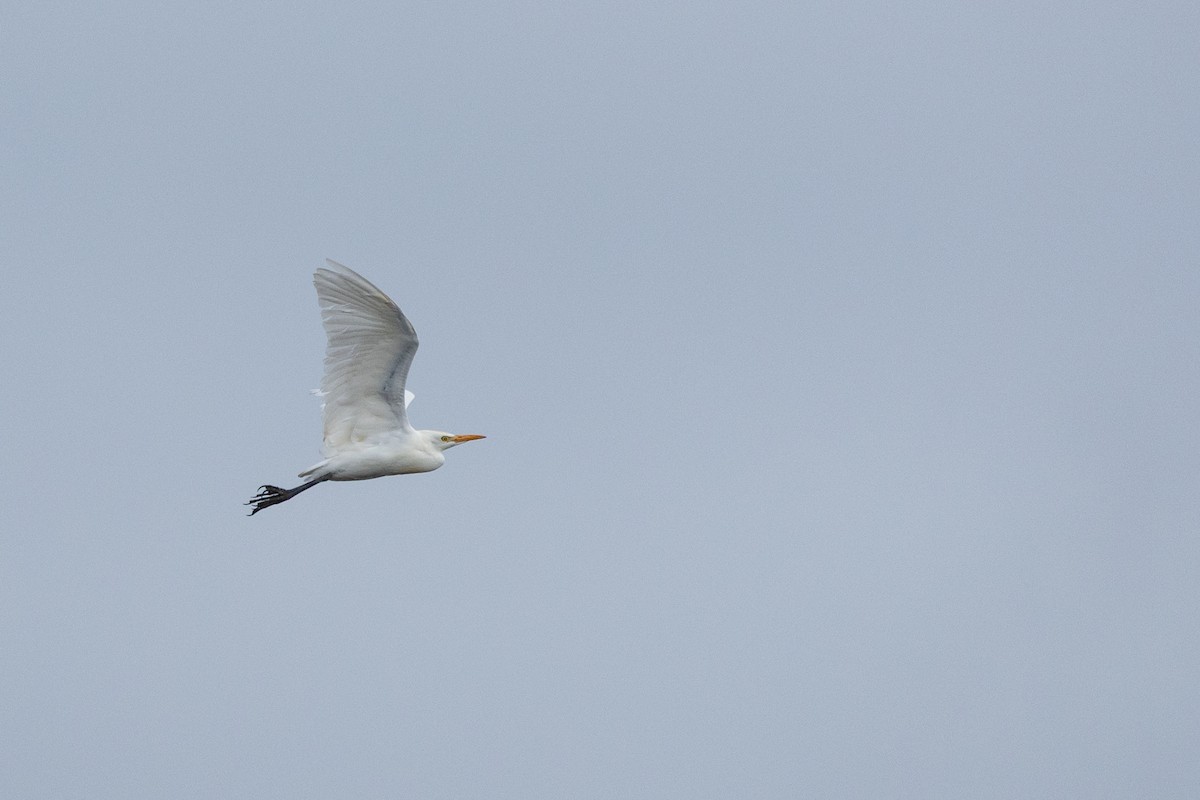 Koartzatxo itzaina - ML652775865