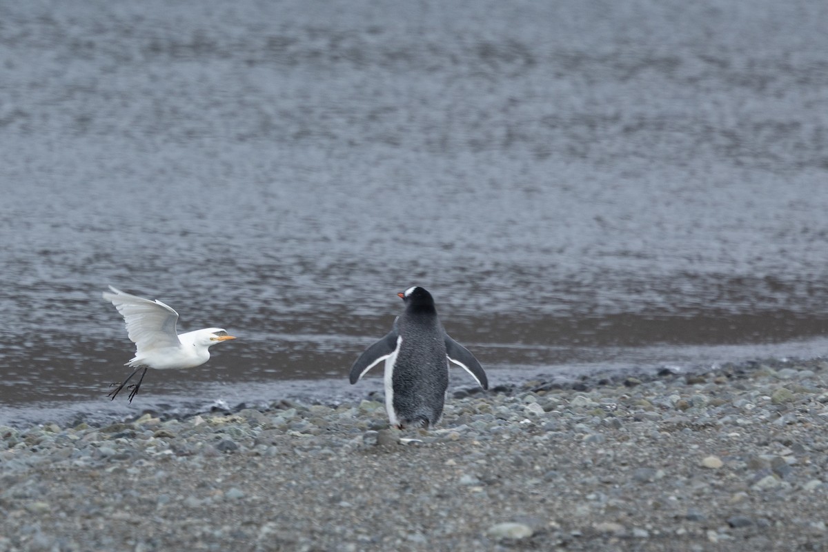 Koartzatxo itzaina - ML652775866