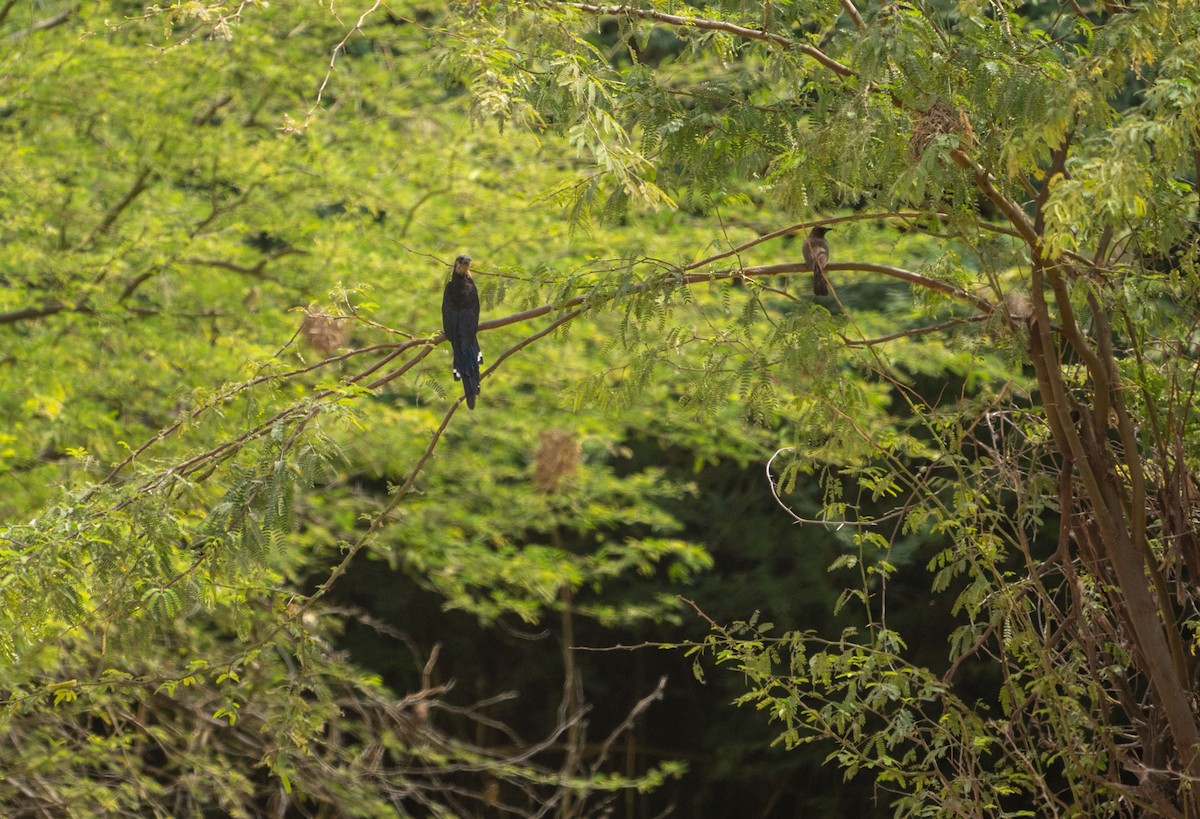 Green Woodhoopoe - ML652776190