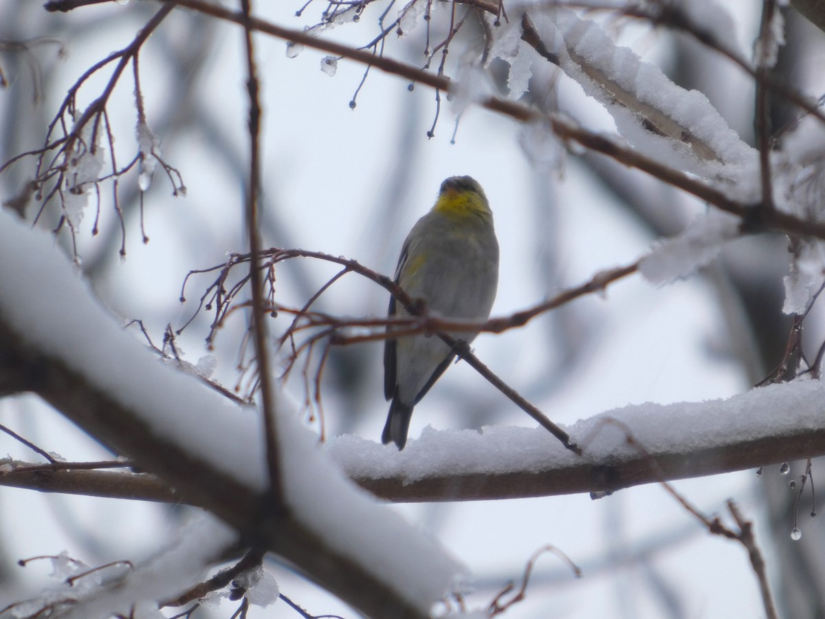 Jilguero Yanqui - ML652776215