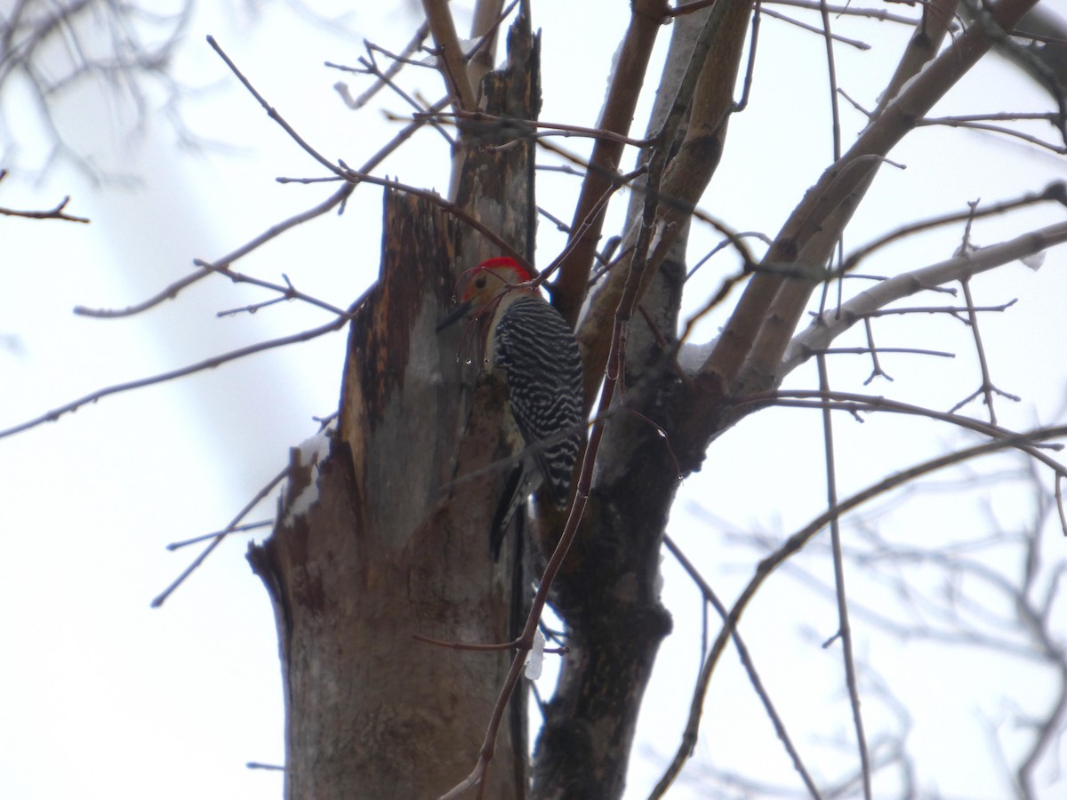 Carpintero de Carolina - ML652776254