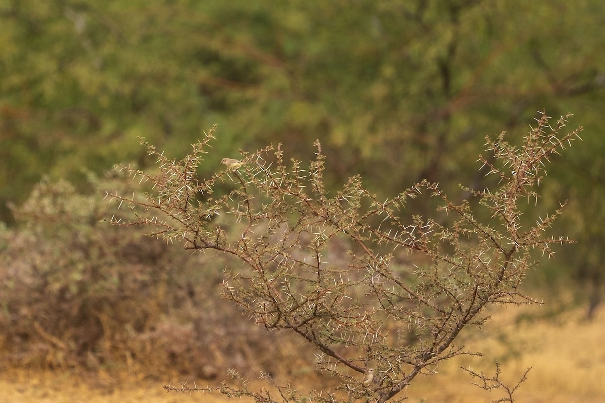 Yellow-bellied Eremomela - ML652776257