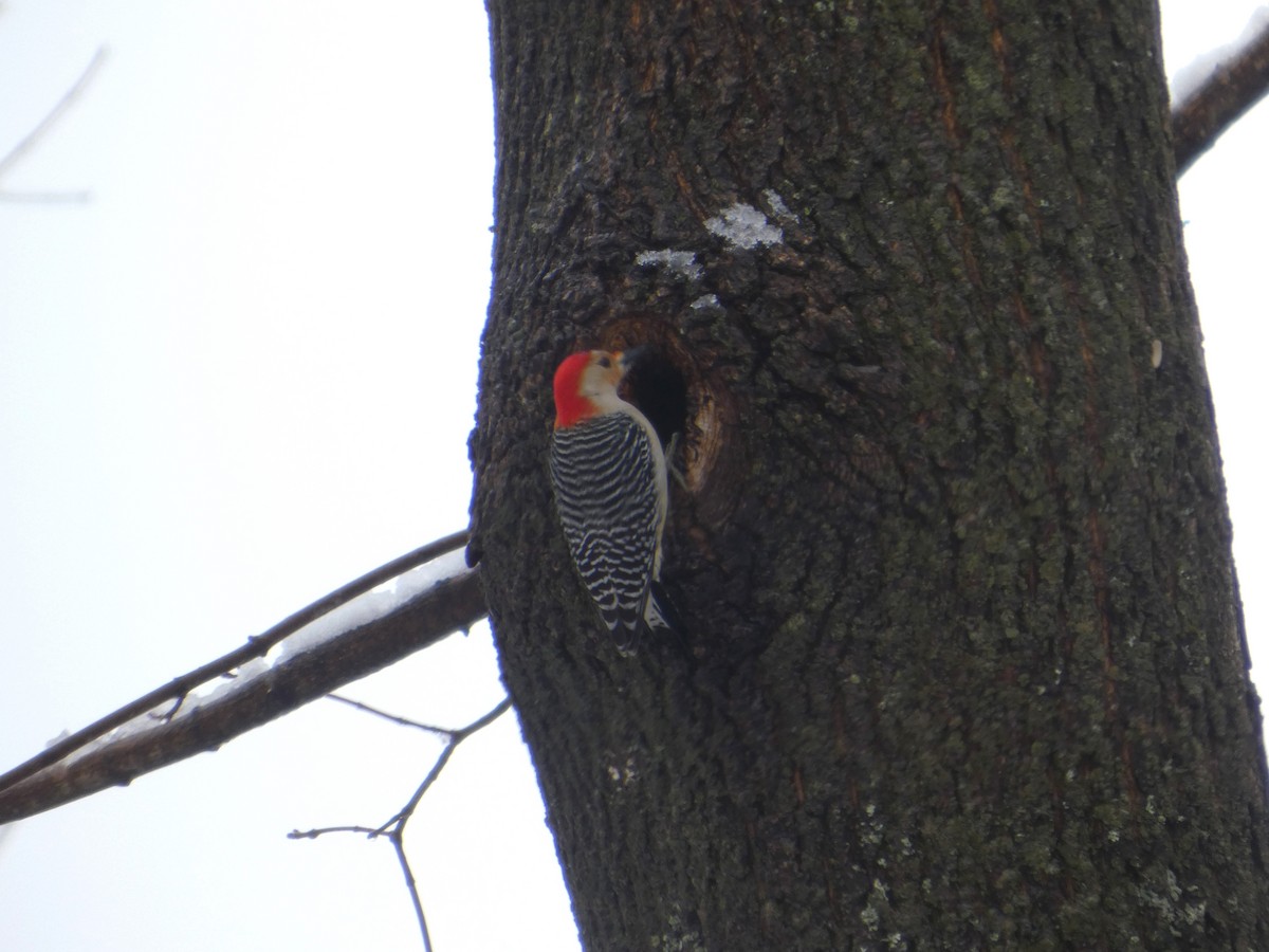 Carpintero de Carolina - ML652776269
