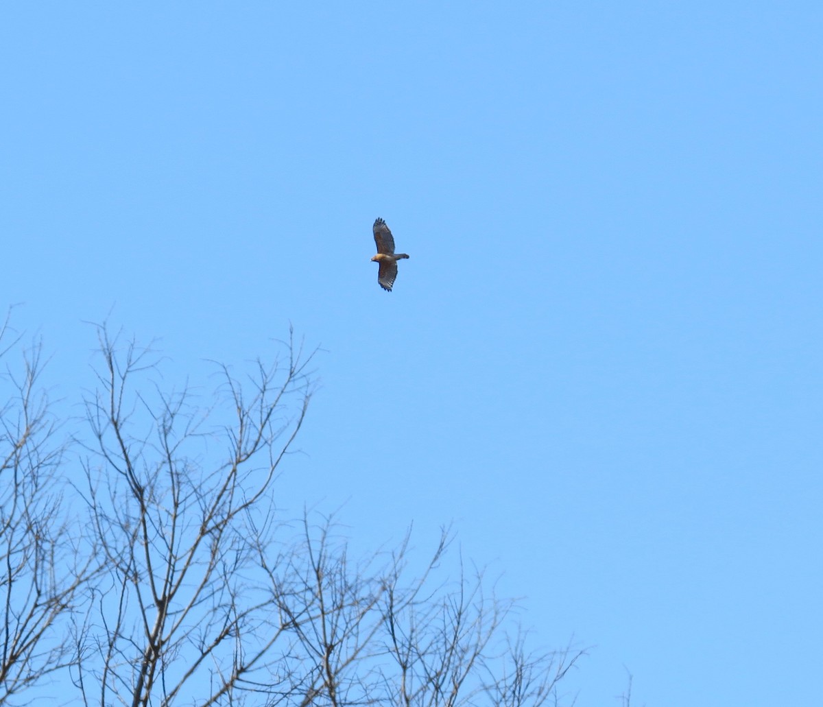 Red-shouldered Hawk - ML652776389