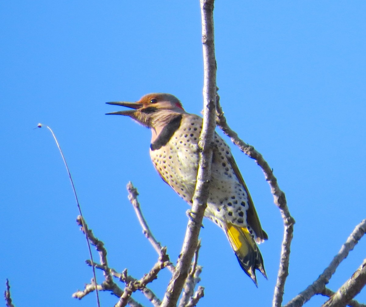 Northern Flicker - ML652776399
