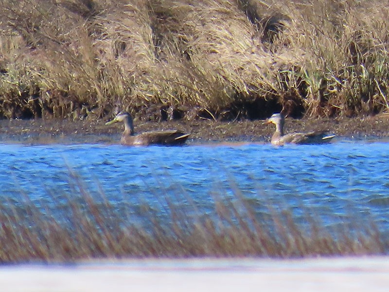 American Black Duck - ML652776415