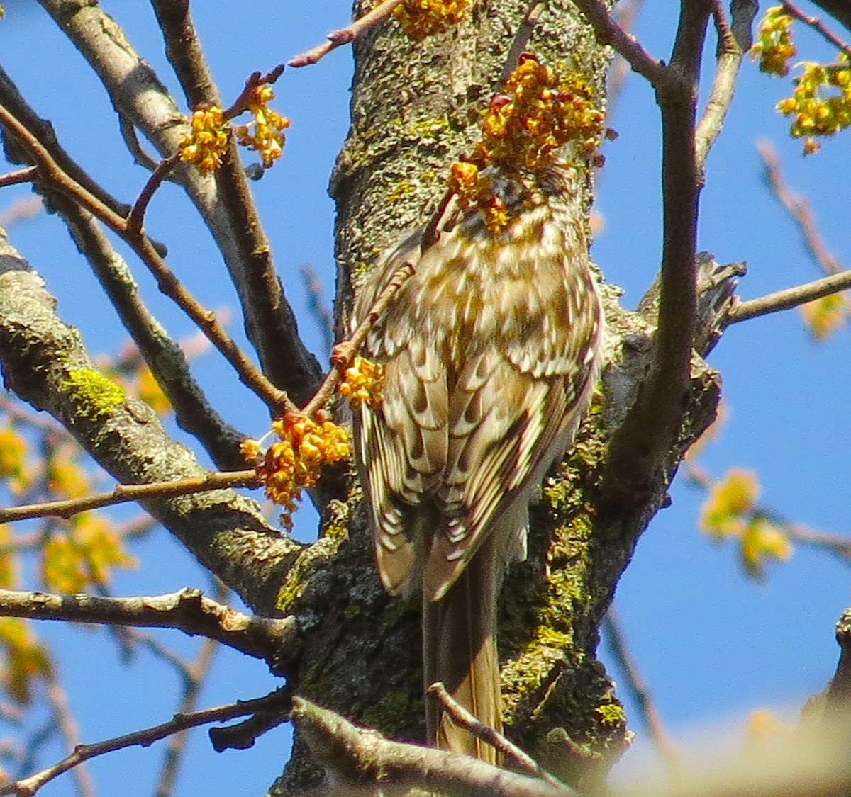 Brown Creeper - ML652776418