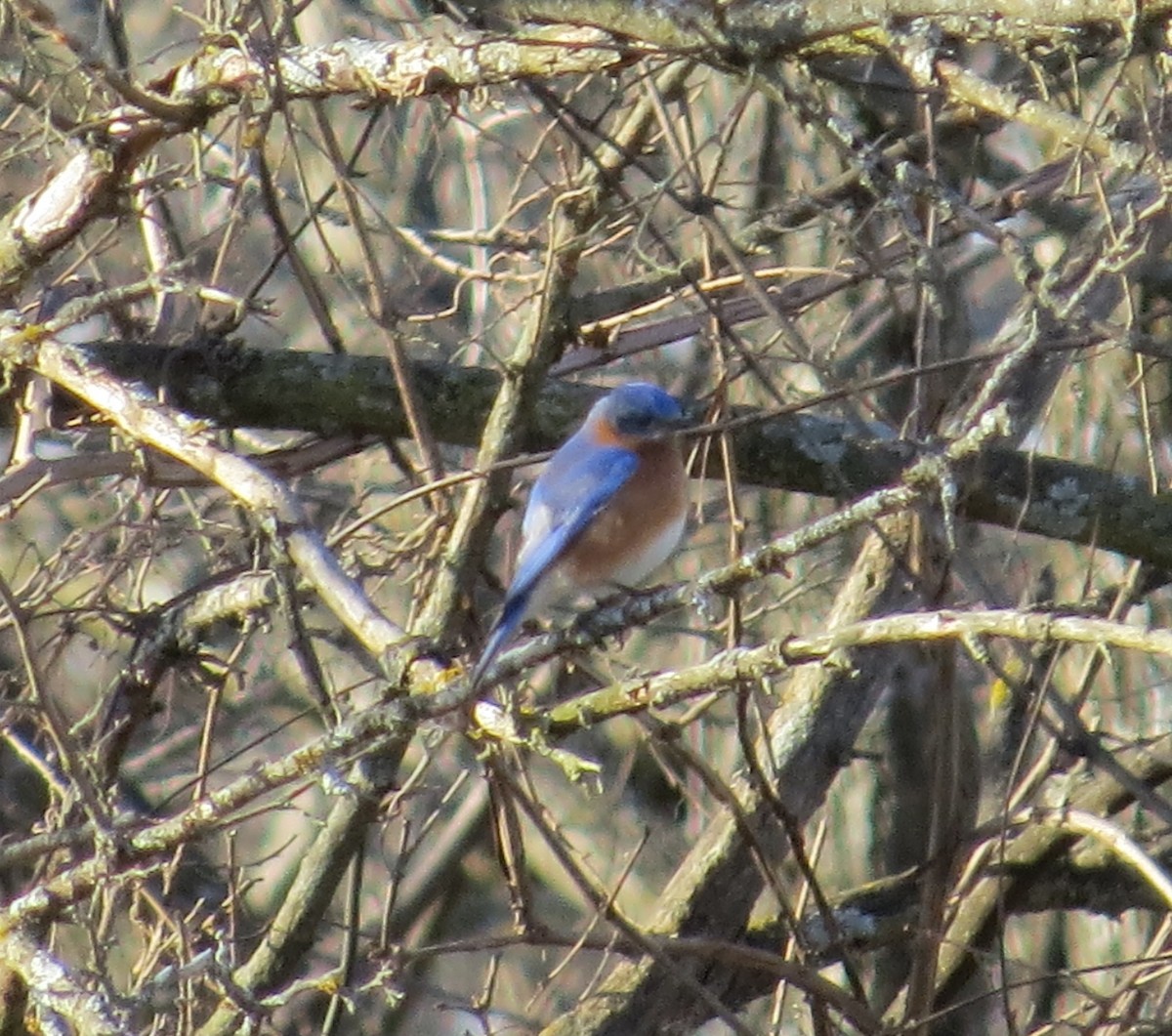 Eastern Bluebird - ML652776434
