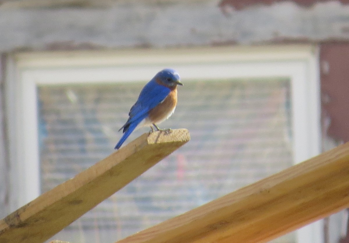 Eastern Bluebird - ML652776435