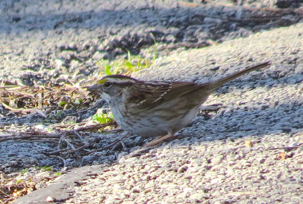 White-throated Sparrow - ML652776442