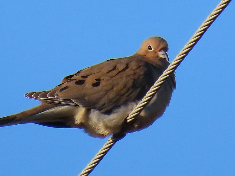 Mourning Dove - ML652776469