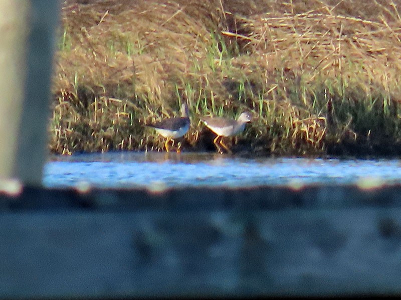 Greater Yellowlegs - ML652776516