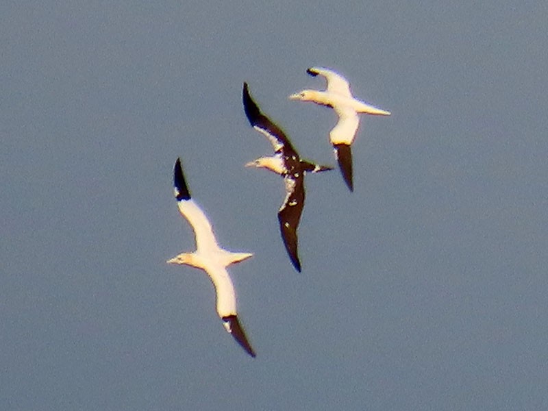 Northern Gannet - ML652776554