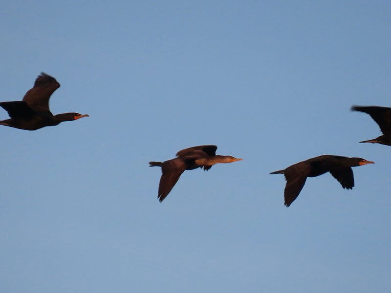 Double-crested Cormorant - ML652776590