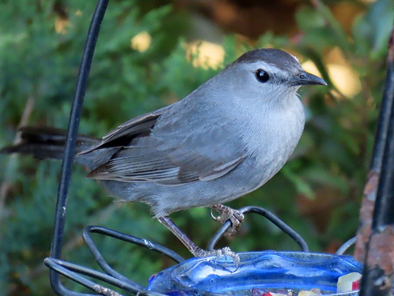 Gray Catbird - ML652776613