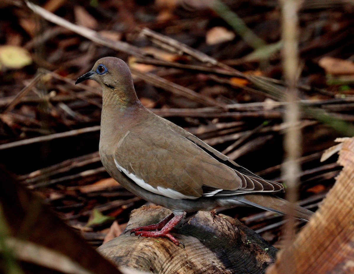 White-winged Dove - ML652776705