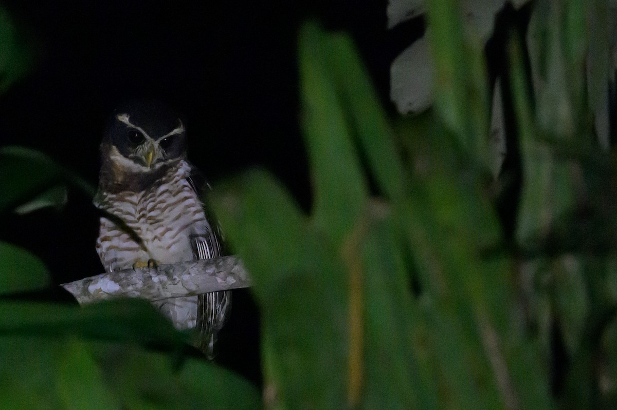 Kolyeli Baykuş - ML652776707