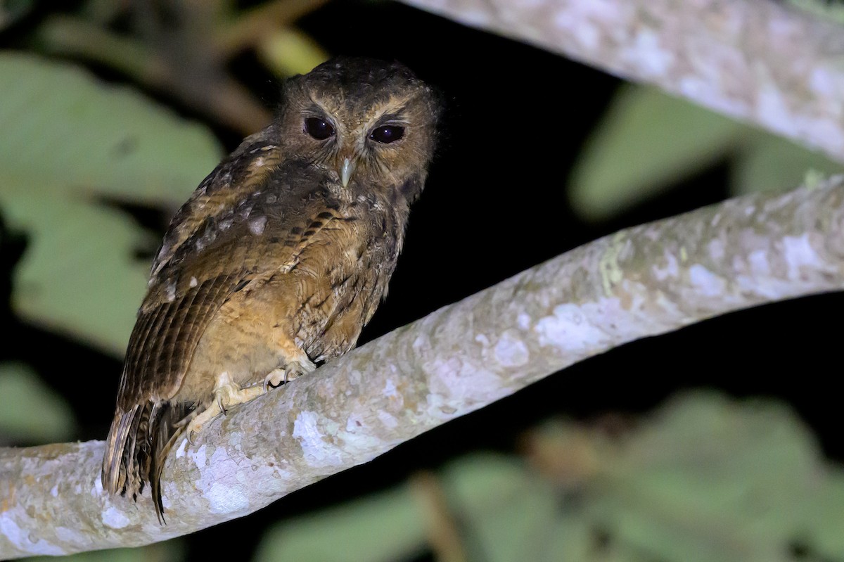 Kara Gözlü Puhucuk - ML652776716