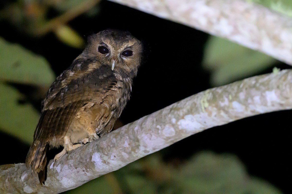 Kara Gözlü Puhucuk - ML652776717