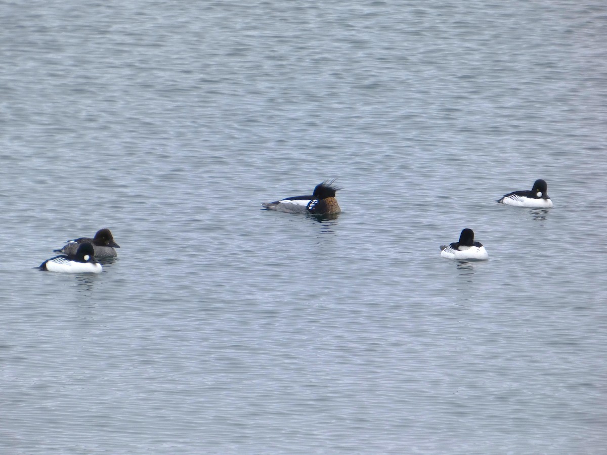 Serreta Mediana - ML652776797