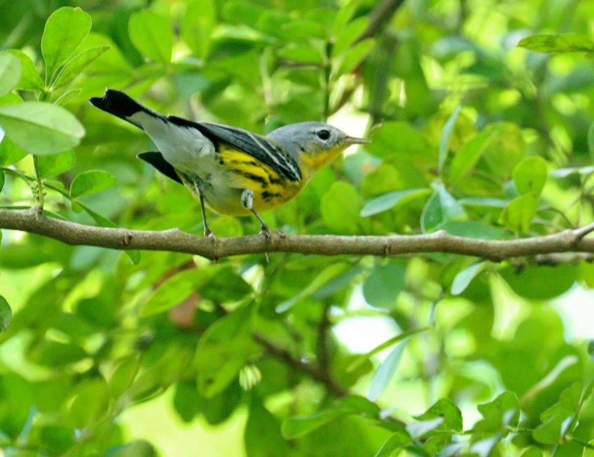 Magnolia Warbler - ML652776824