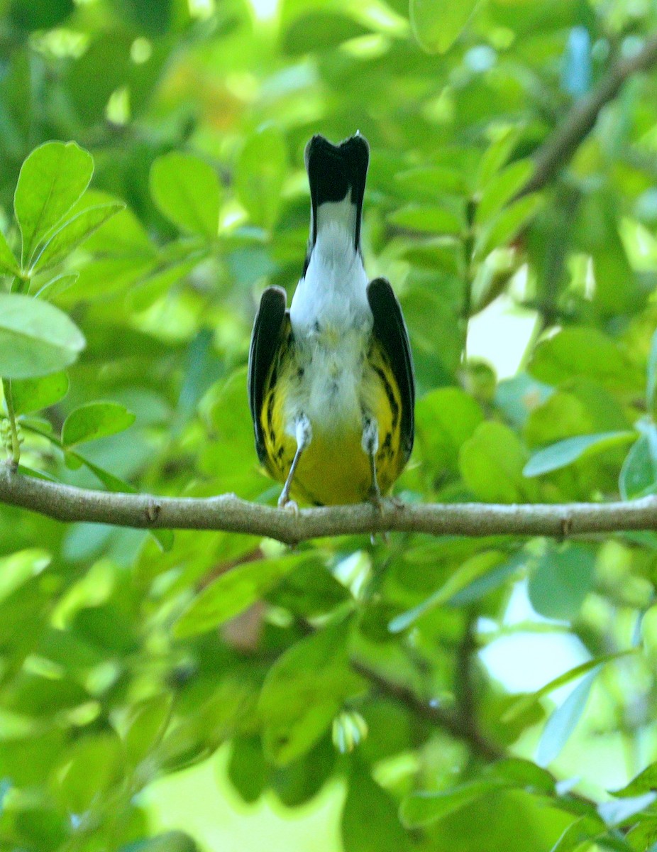 Magnolia Warbler - ML652776844