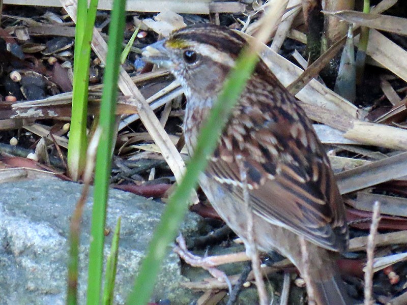 White-throated Sparrow - ML652776870