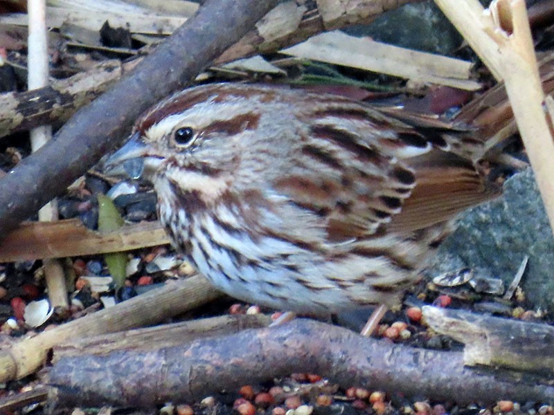 Song Sparrow - ML652776897