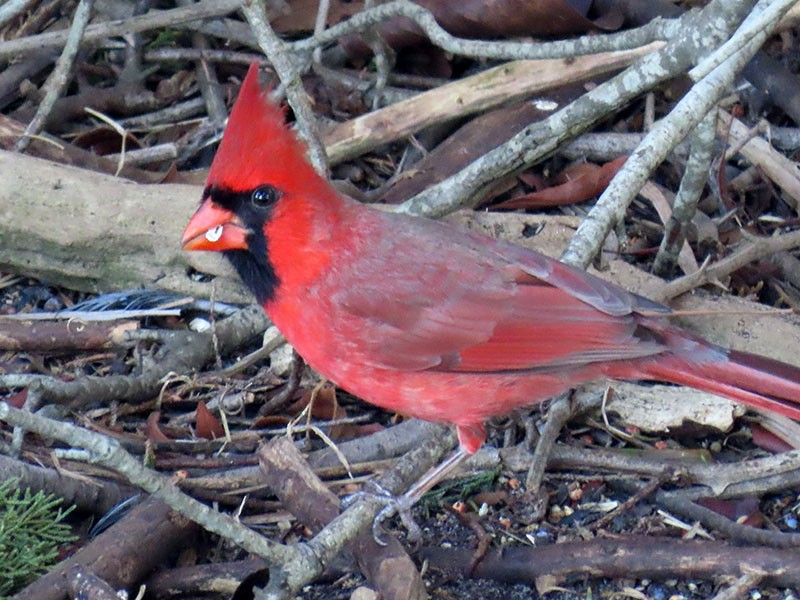 Northern Cardinal - ML652776929