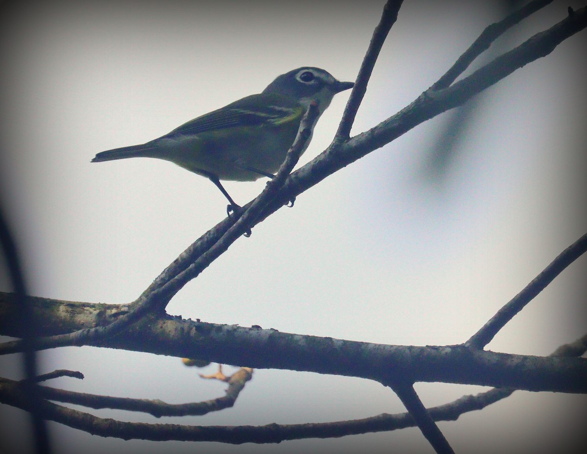 Blue-headed Vireo - ML652776959