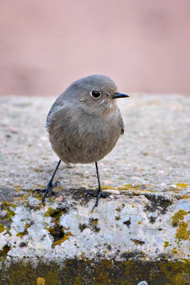 rehek domácí - ML652777182