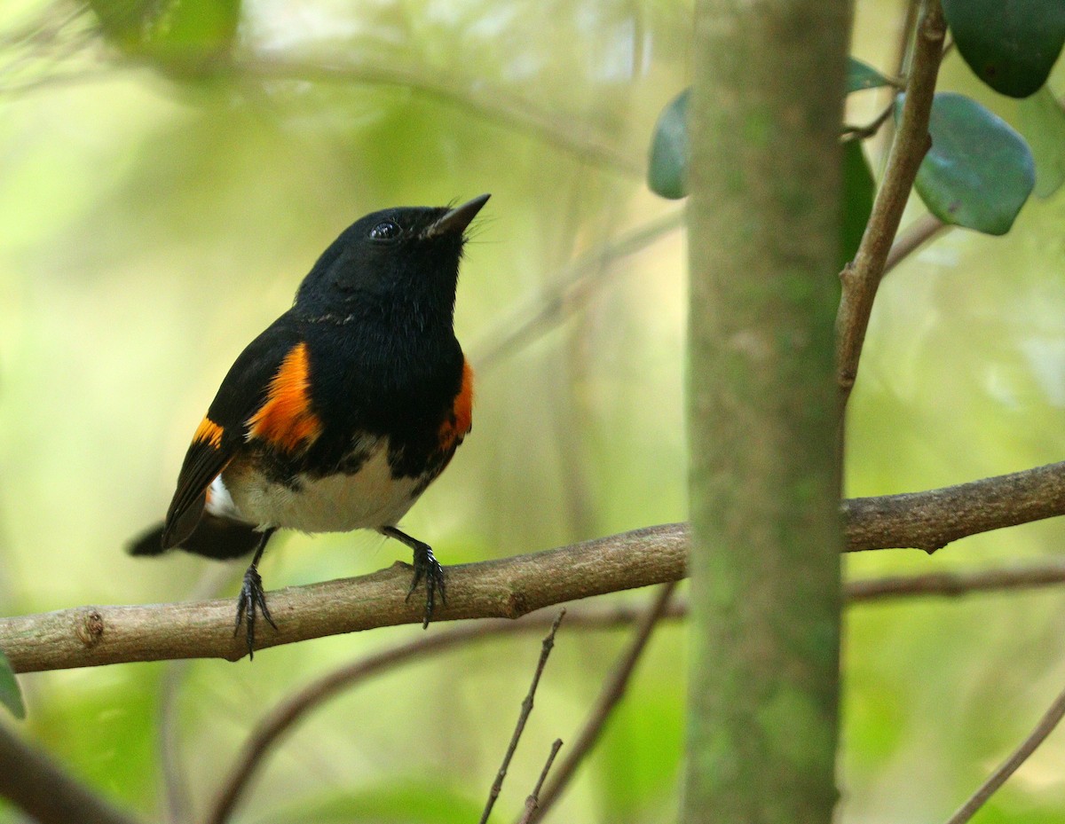 American Redstart - ML652777214