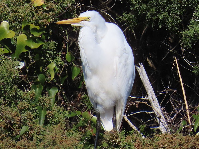 Great Egret - ML652777523