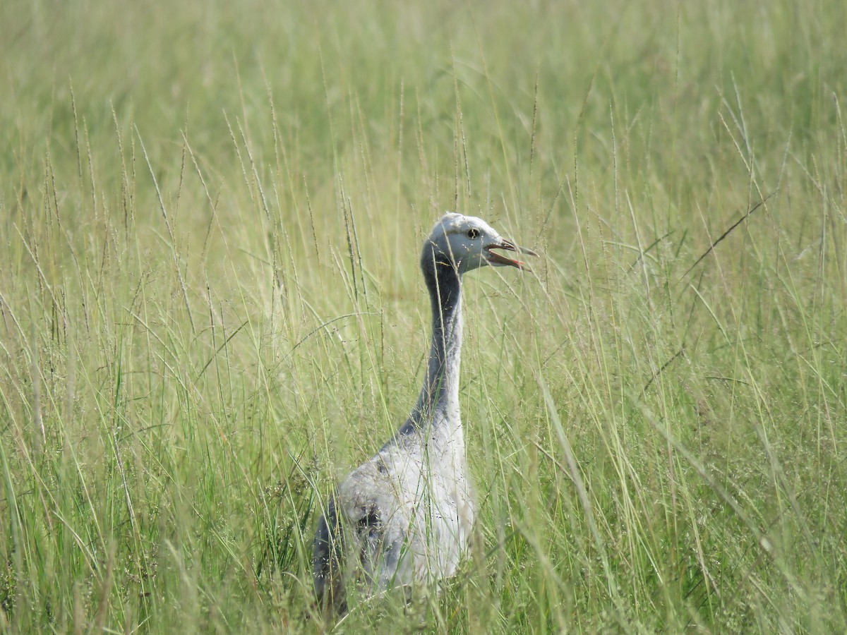 Blue Crane - ML652777532
