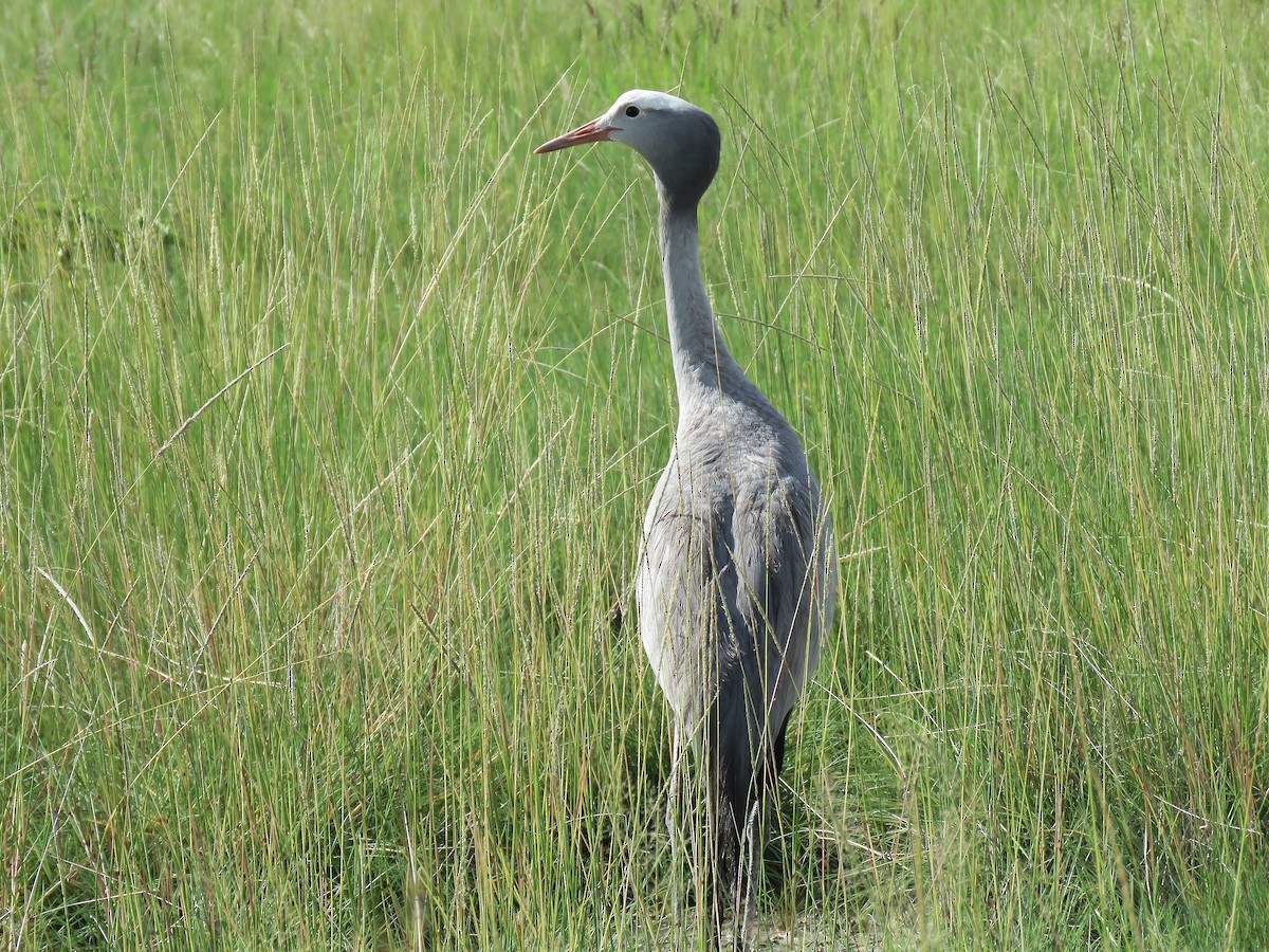 Blue Crane - ML652777533
