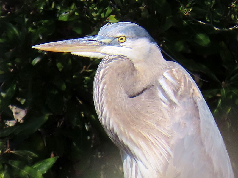 Great Blue Heron (Great Blue) - ML652777543