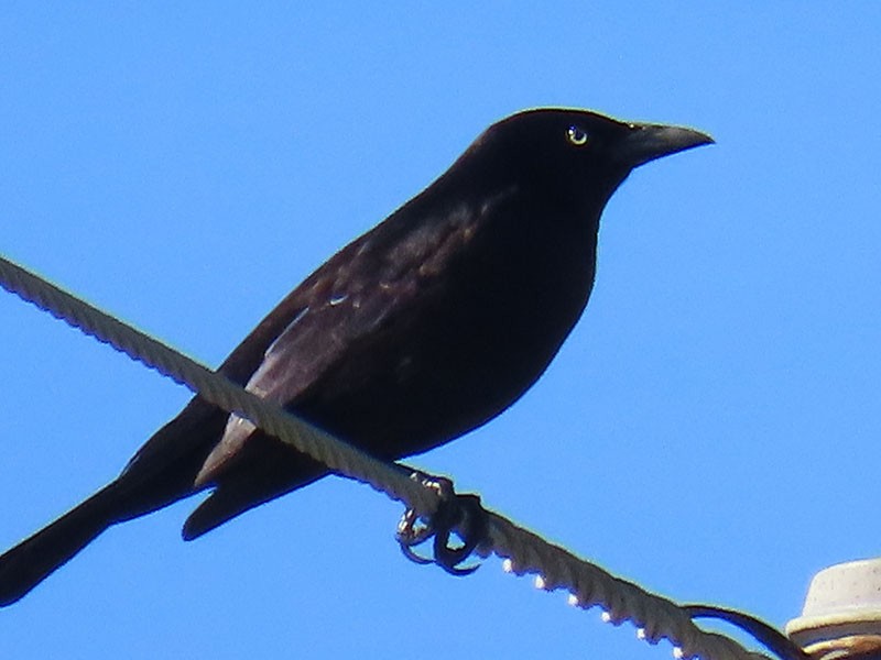 Common Grackle (Florida/Purple) - ML652777605